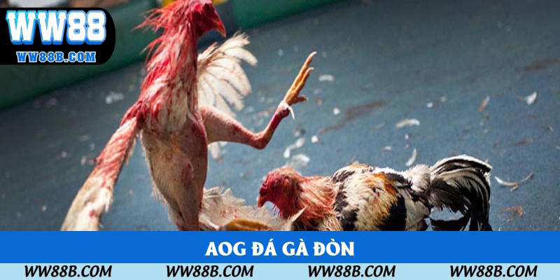 Sảnh cung cấp kê chọi đòn truyền thống Sảnh cung cấp kê chọi đòn truyền thống