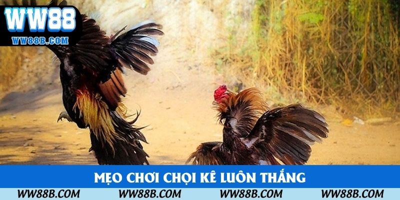 Mẹo chơi chọi kê luôn thắng