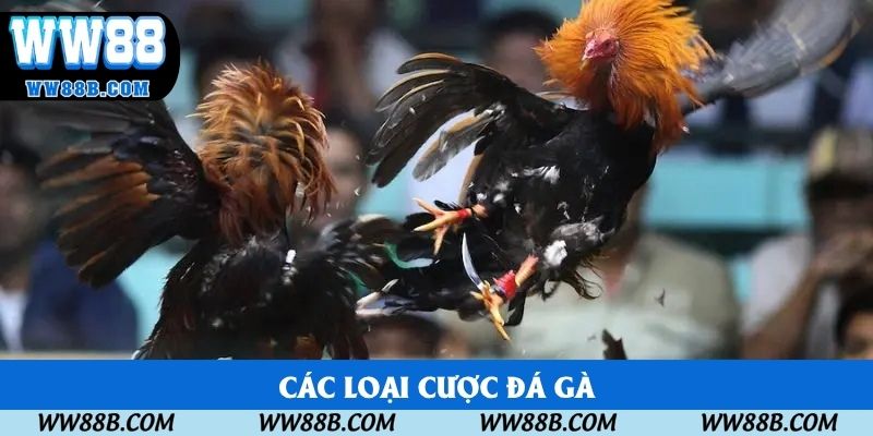 Các loại cược đá gà