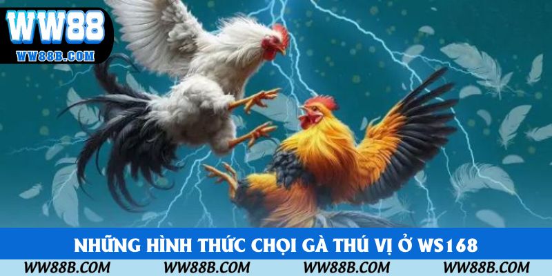 Những hình thức chọi gà thú vị ở sảnh cược WS168